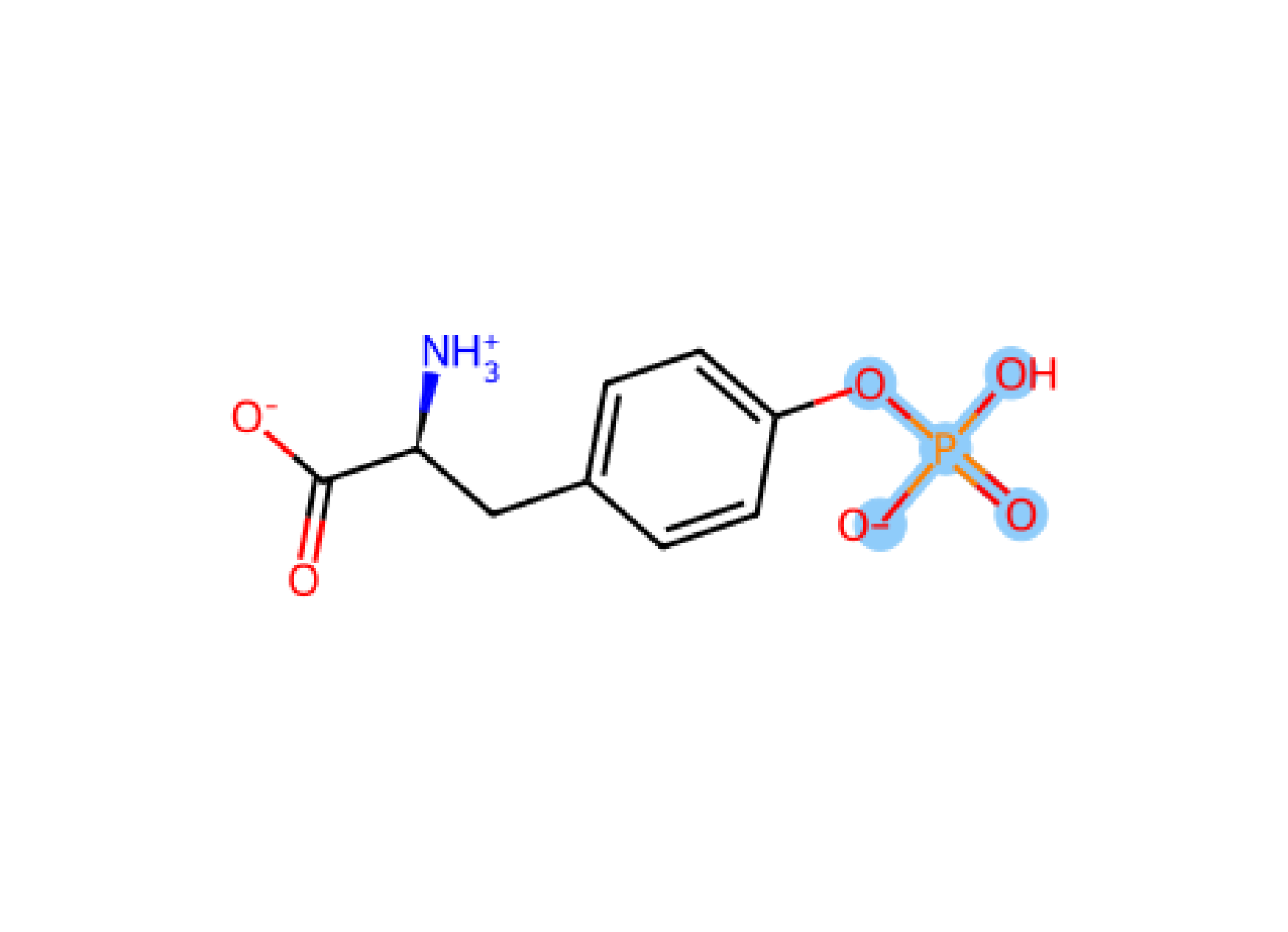 Tyr Pho-1 YP1 phosphorylation