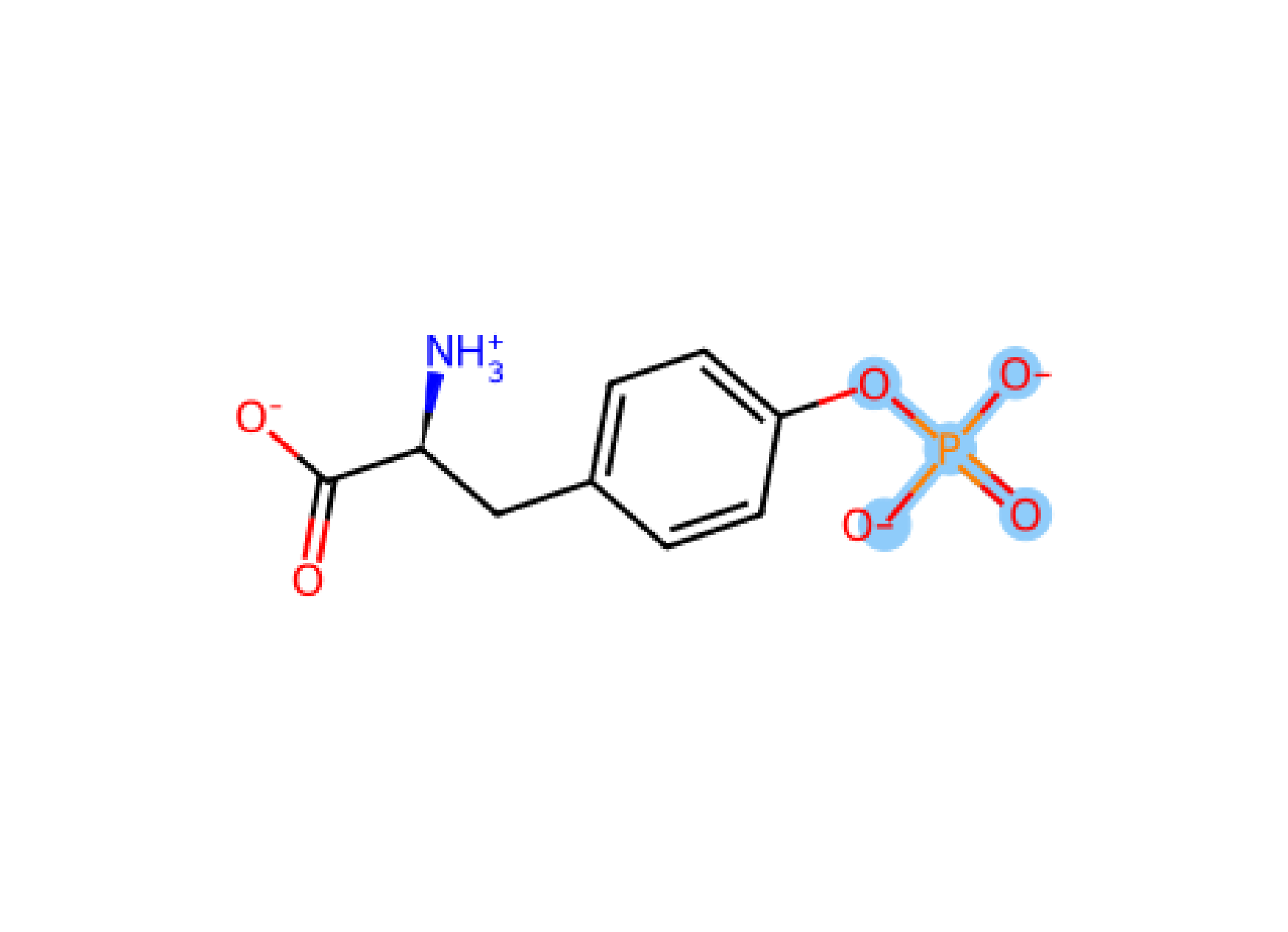 Tyr Pho-2 YP2 phosphorylation